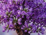 紫荆花设计图案灵感：老茎生花，浪漫紫色泡泡